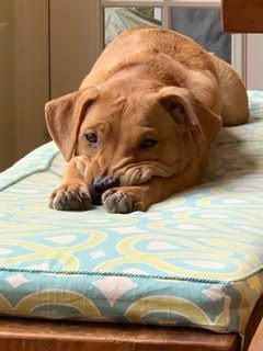 doggie daycare franchise owner dog Maple