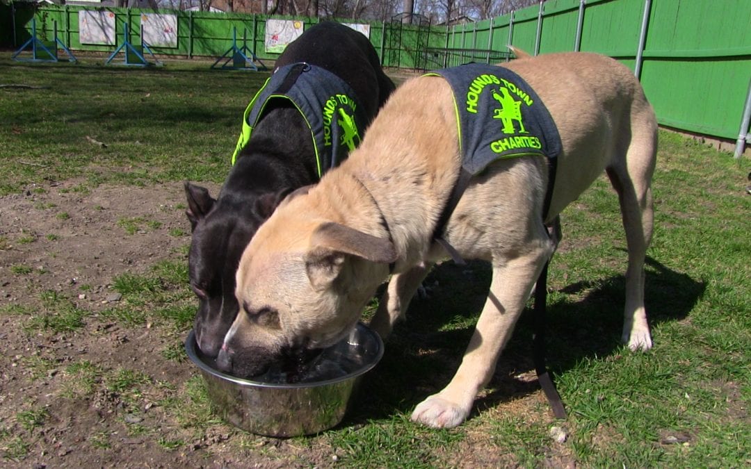 HT Charities Gives Former Bait Dog a Second Chance at Life