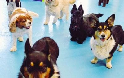 Recession-Proof Pet Industry Just Keeps Growing