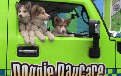 Three cute puppies in a bright green "Dogg