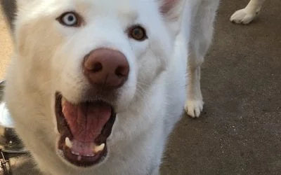 Happy white husky dog with one blue eye and one