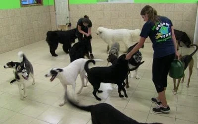 Many dogs of various breeds playing in a spacious