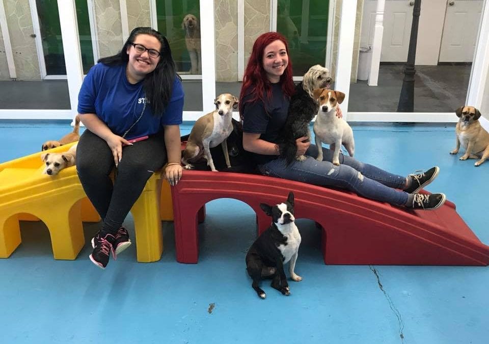 Hounds Town Farmingdale Dog Care Franchise