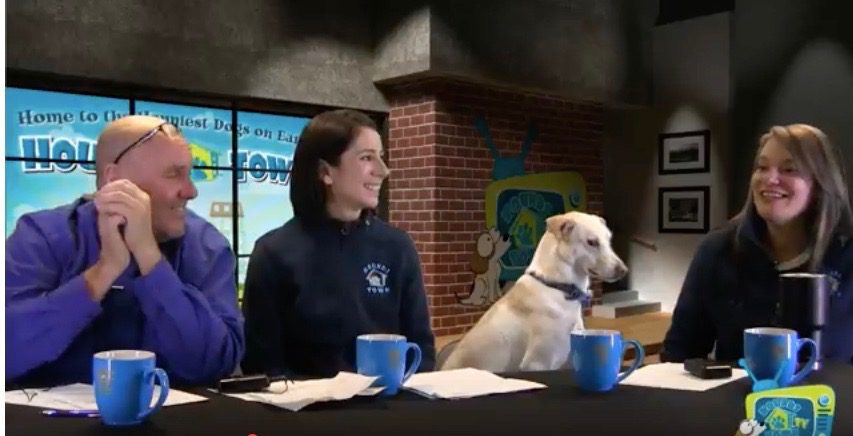 Doggie Daycare Franchise Owner Discusses her Booming Business