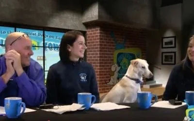 Doggie daycare franchise owner, guests