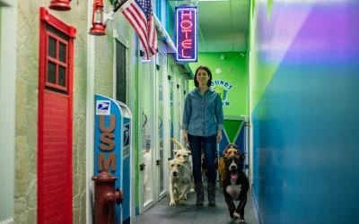 Hounds Town USA staff member walking dogs in a