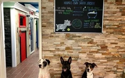 Three dogs sit in Hounds Town