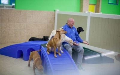 Man interacting with dogs on blue agility ramps