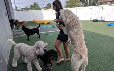 Woman playing with happy dogs, including a