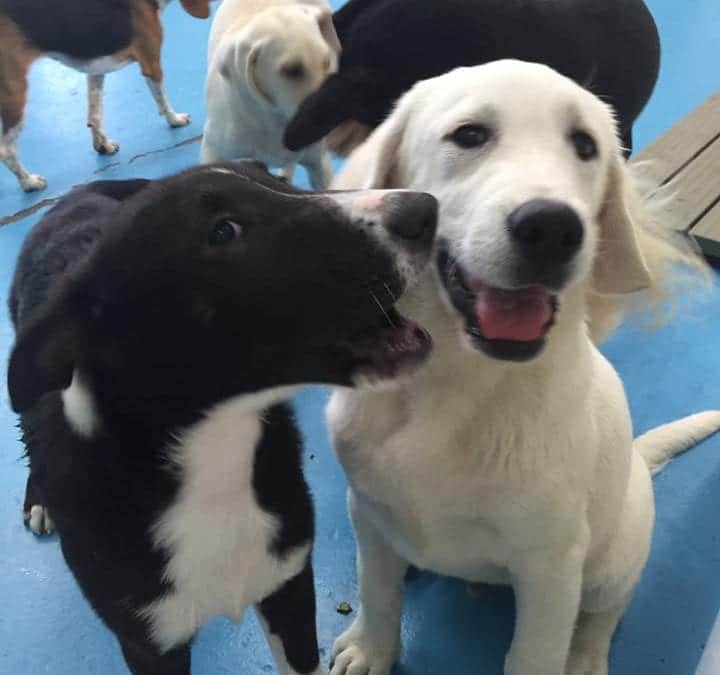 interactive dog daycare puppies playing hounds town usa