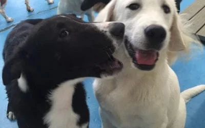 Two happy dogs, one black and white and