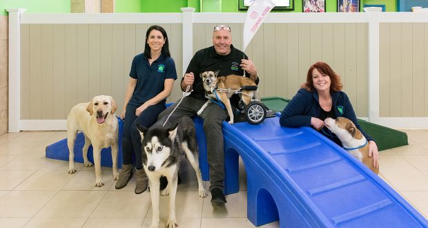 Dog day care and boarding franchise, Hounds Town USA, in Ronkonkoma