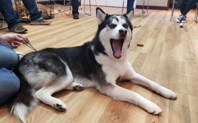 Pet Care Franchise Hounds Town USA Shares 2019 Franchisee Conference Highlights