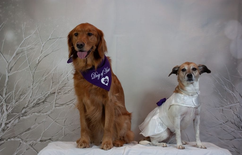 Dog Day Care Franchise hosts first dog wedding.