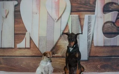 Two dogs dressed for a wedding: a small