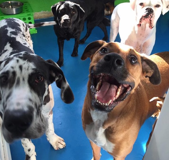 opening a doggie daycare