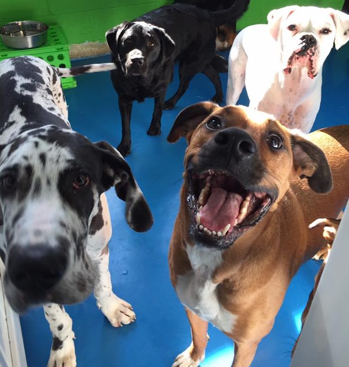 do i need a business license for dog daycare