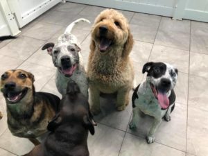 pet care franchise