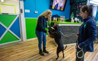 Hounds Town USA staff playing with a happy black