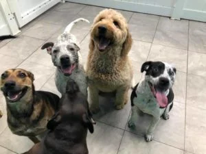 pet care franchise
