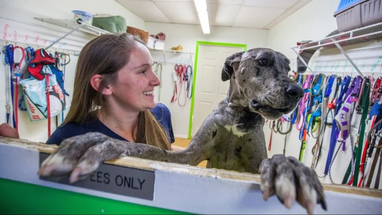 Pet-care franchise 