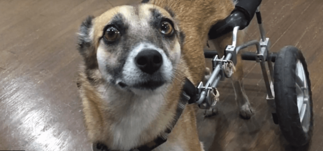 Doggie Day Care Franchise Rescues Disabled Dog
