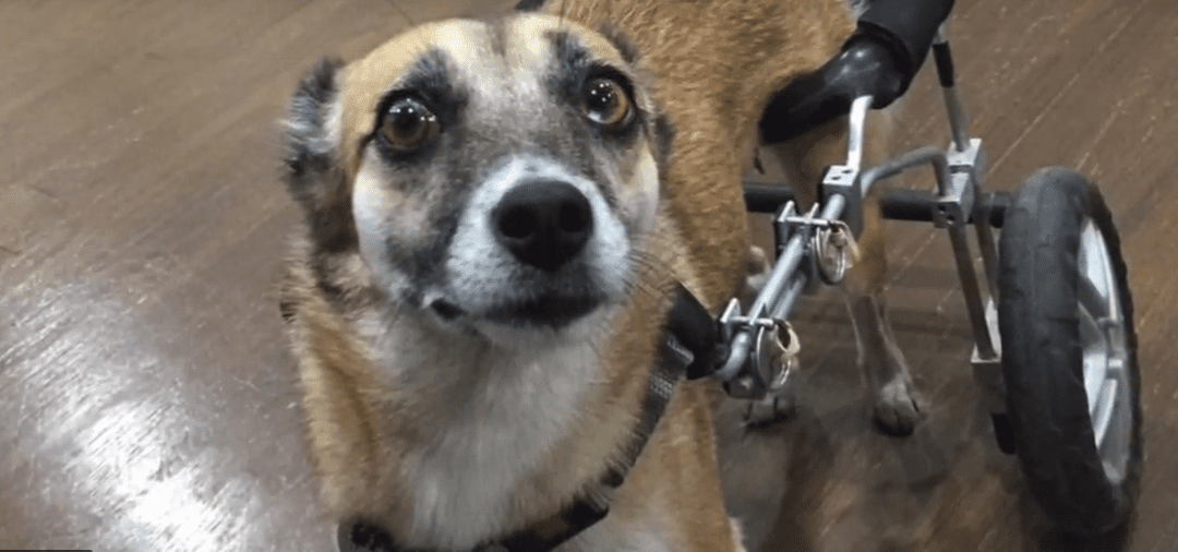 hounds town usa disabled dog at daycare