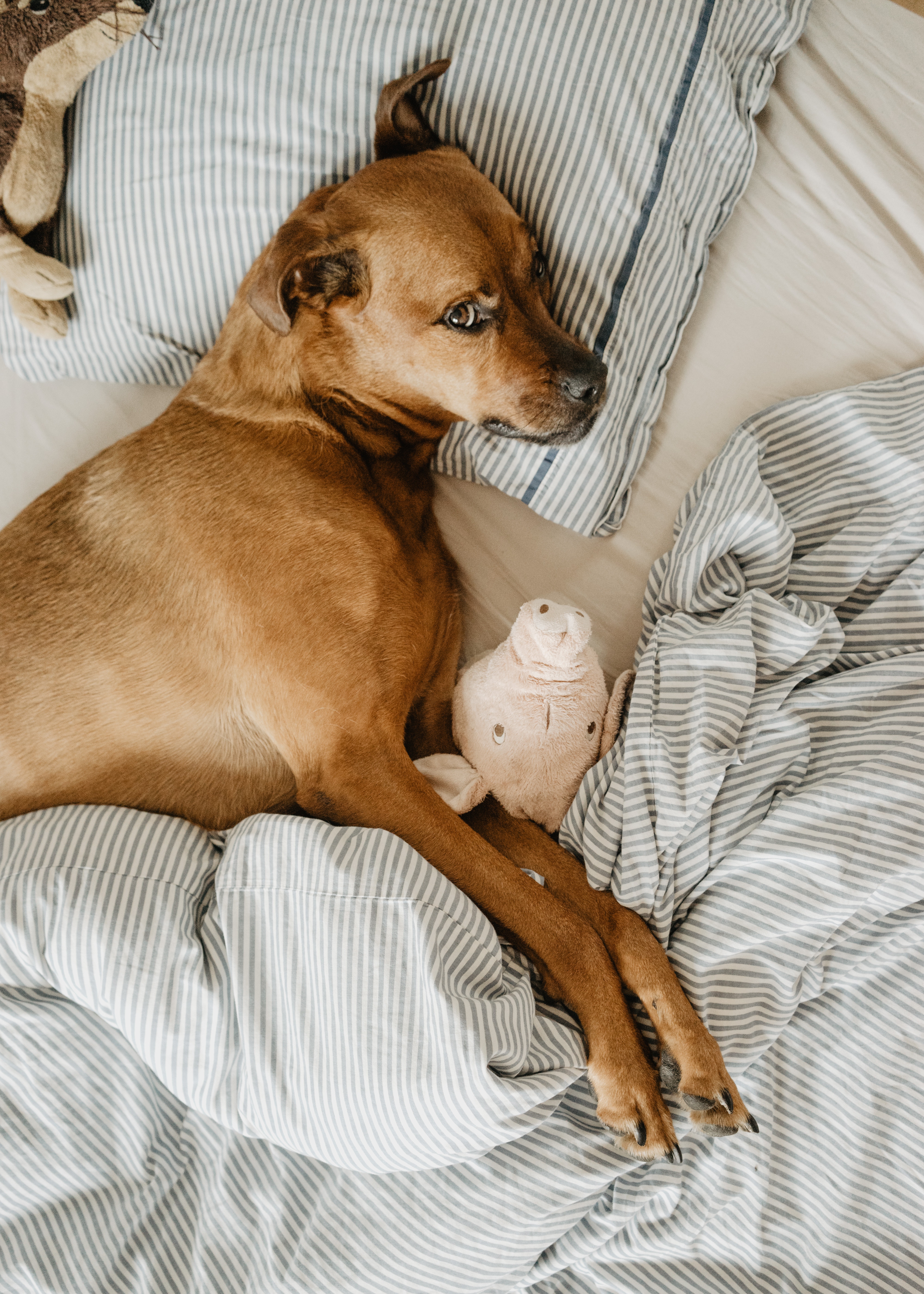 Hounds Town USA - Doggie Day Care - Humanizing Pets