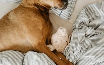 Brown dog sleeping soundly in a bed with striped