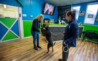 Staff interacting with a happy black dog at