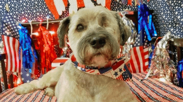 Our Doggie Daycare Franchise Helps Pups Cope With the Fourth!