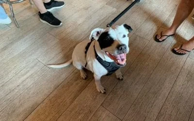 Happy white dog with black eye patch and harness,