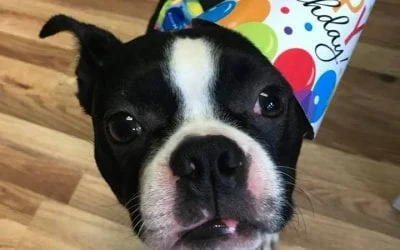 Boston Terrier in a colorful birthday party hat