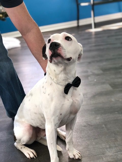 Dog daycare - Bergen - Hounds Town USA - Clear the Shelter