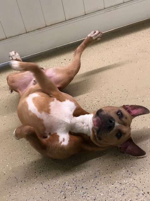 doggy daycare - hounds town - garden city - fostering