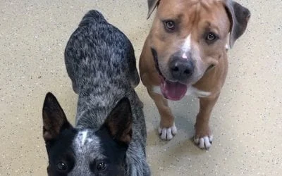 Two happy dogs, a brown pitbull
