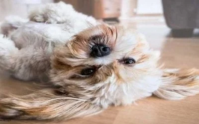 Fluffy dog lying on its back on a