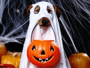 ghost dog franchise