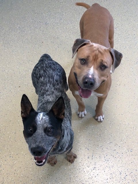 dog daycare - garden city - foster dogs