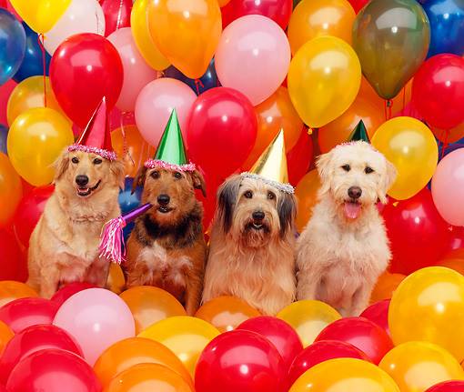 Island Park Dog Daycare Celebrates Two Tail-Wagging Years!