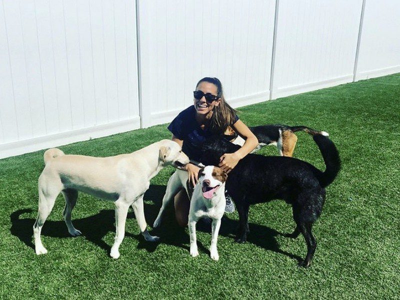 dog daycare franchise - island park - hounds town