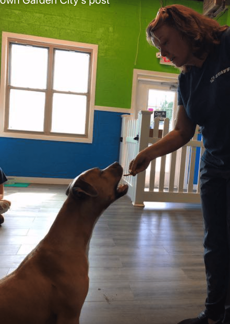 doggy daycare - garden city - hounds town