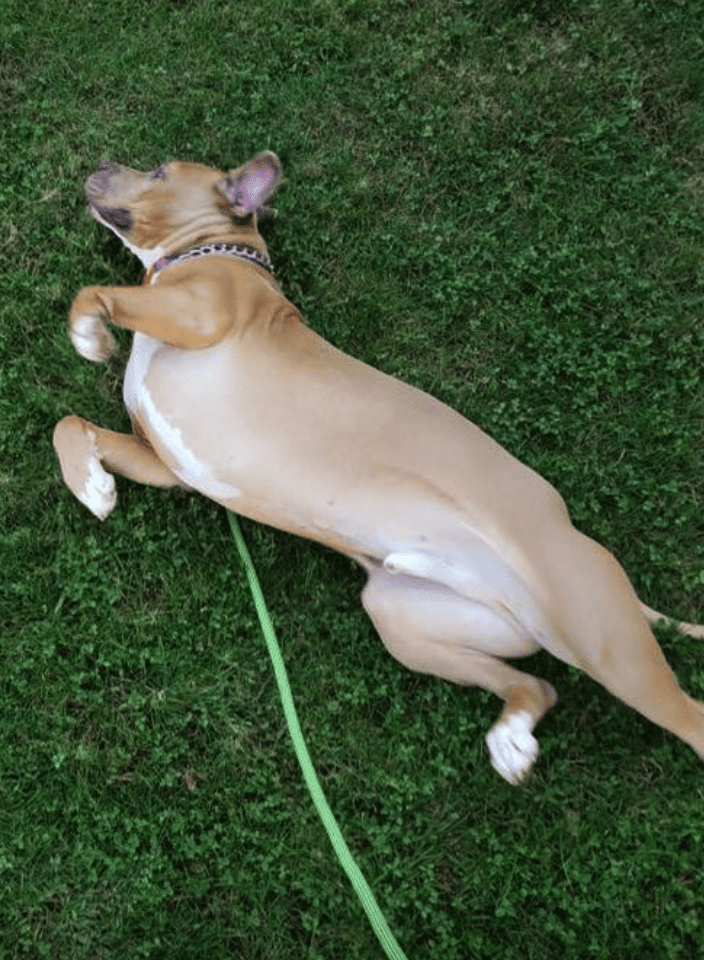 dog day care - garden city - shelter dog