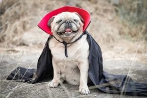 pet industry