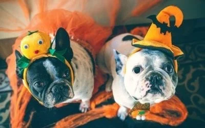Two French Bulldogs in Halloween costumes, one with a