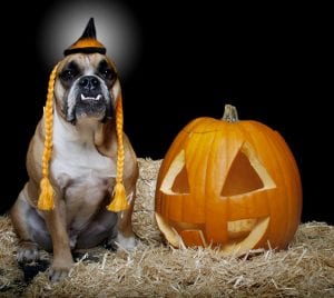 Halloween pet industry
