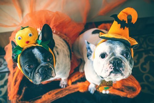 Make it a Happy HOWL-o-ween with Hounds Town!