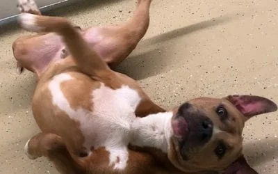 Playful brown and white dog lying
