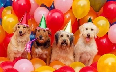 Four happy dogs in party hats surrounded by colorful balloons