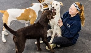 opening a doggie daycare